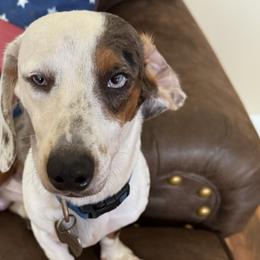 Blue - Dachshund