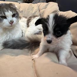 Boy 1 - Black brown and white male Papillon puppy in Foresthill, California from Playful Papillon's
