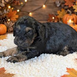 Touchdown - Black and tan male Cockapoo puppy in Sparta, Missouri from Sis' Doodles & Poodles