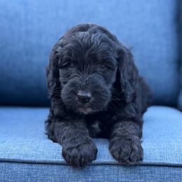 Jerome - Phantom male Goldendoodle puppy in Rainier, Oregon from Beaver Springs Puppies