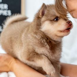 Grandmas Pie - Red and white female Pomsky puppy in Spring City, Pennsylvania from Pomsky Power Puppies