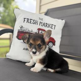 Kona - Black and tan male Pembroke Welsh Corgi puppy in Rose, Nebraska from Clearsky Corgis