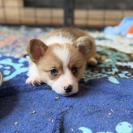 VanGogh - Red male Pembroke Welsh Corgi puppy in Snellville, Georgia from Laur's Classic Corgis