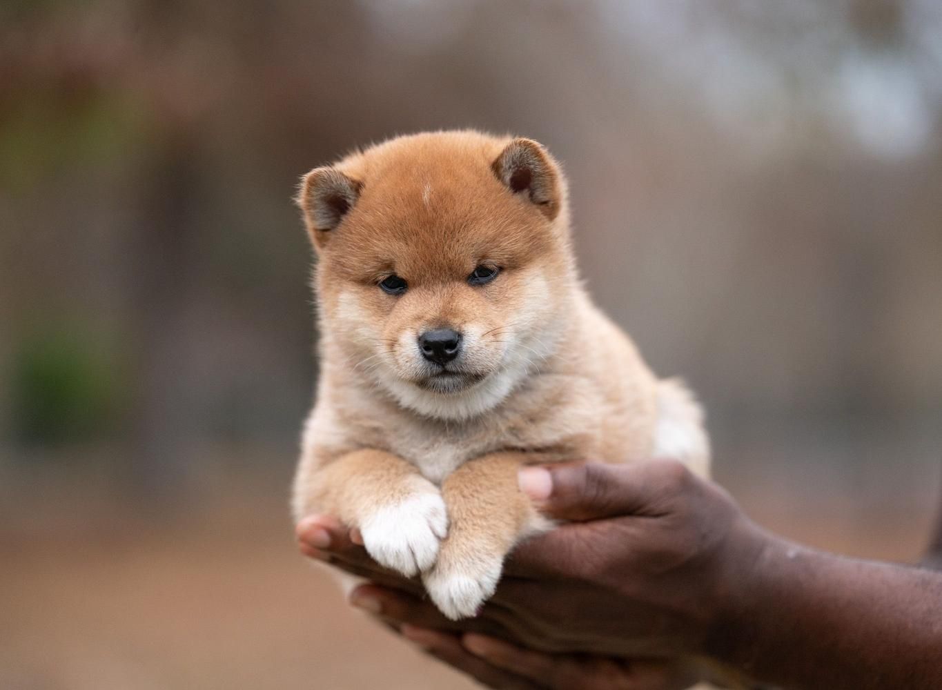 Um filhote de Shiba Inu sendo segurado nas mãos de alguém