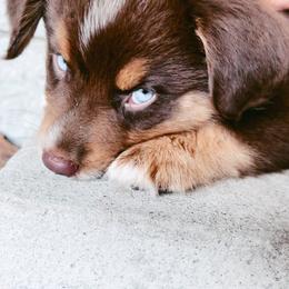Australian Shepherd Puppies from SoCo Aussies