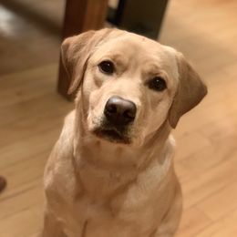 Bella - Labrador Retriever