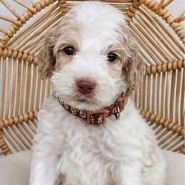Brown Collar girl  (Bonnet) - Parti female Labradoodle puppy in Granite Falls, North Carolina from Carolina Goldendoodles