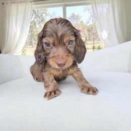 Tiny Cameron European lines second in group photo - Chocolate and tan male Dachshund puppy in Richmond, Virginia from Irresistible Dachshunds & Cavaliers