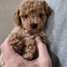 Bella - Apricot female Poodle puppy in Chandler, Arizona from Fabi Poodle