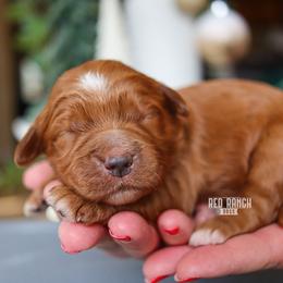 Flick - Red  male Goldendoodle puppy in Salado, Texas from Red Ranch Dogs