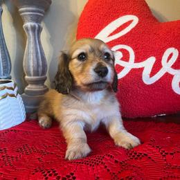 Puppy 5 - Cream female Dachshund puppy in Perryville, Maryland from Heavenly Heritage Dachshunds and Doods