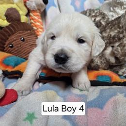 Lula Boy 4 - Light golden male Golden Retriever puppy in Niles, Michigan from Composer Goldens