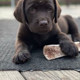 Labrador Retrievers from McCabe Creek Labradors