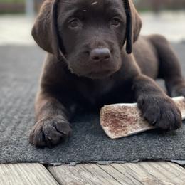Labrador Retrievers from McCabe Creek Labradors