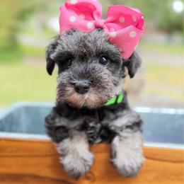 Sheila - Salt and pepper female Miniature Schnauzer puppy in Temple, Texas from Schnauzers Of Taylor