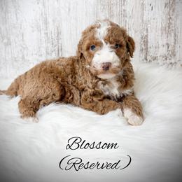 Blossom - Red  female Goldendoodle puppy in from Pink Poodles and Doodles