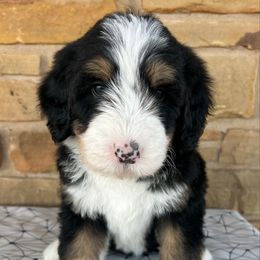 Elvis - Tri-color male Bernedoodle puppy in San Saba, Texas from Bluemoon Bernedoodles