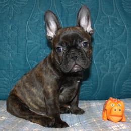 Skye - Brindle female French Bulldog puppy in Salem, Alabama from Millander Bullies  French Bulldogs