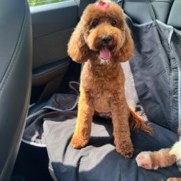 Sushi - Poodle