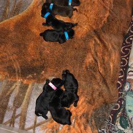 Labrador Retriever Puppies from East Coast Labradors
