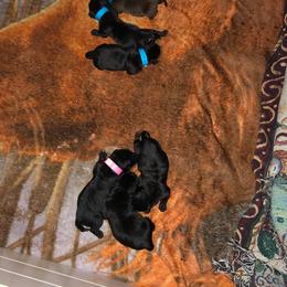 Labrador Retriever Puppies from East Coast Labradors