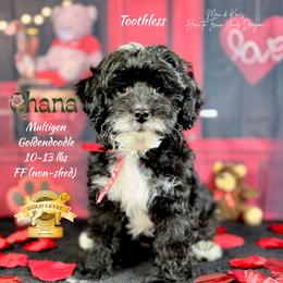 Toothless - Parti male Goldendoodle puppy in Haltom City, Texas from Ohana Doodles