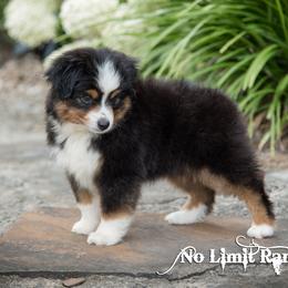Toy Australian Shepherd Puppies from No Limit Ranch Miniature and Toy Australian Shepherds