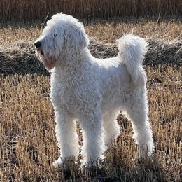 Goldendoodles from Faithfully Yours Doodles