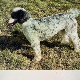 Goldendoodle, Golden Retriever, and Poodle Puppies from Jah’s Retrievers