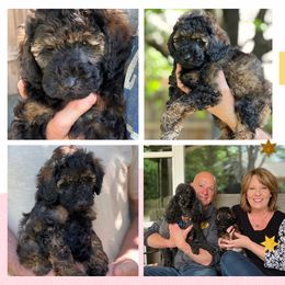 Ember - Sable female Poodle puppy in Dallas, Texas from Infinity Poodles