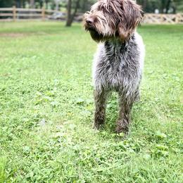 Wirehaired Pointing Griffon Puppies from BradfordWoods Griffons