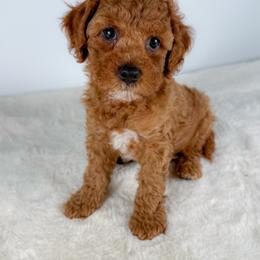 Romano - Red male Cockapoo puppy in Pledger, Texas from Sugarbear Cockapoos