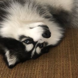 Triton - Pomsky