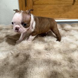 Red boy 2 less white on face - Red male Boston Terrier puppy in Madera Acres, California from Muggin Bostons Terriers and Mini Dachshund