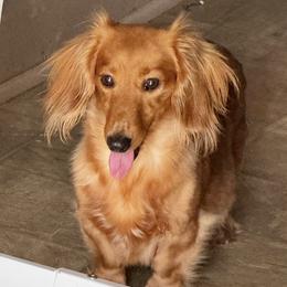 Reba - Dachshund