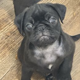Puppy 1 - Black male Pug puppy in Watseka, Illinois from Jakes Lil Country Kennels