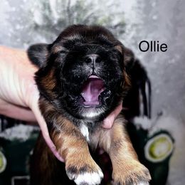 Ollie - Tricolor male Shih Tzu puppy in Wilkesboro, North Carolina from Frannie and Annie Shih Tzu Babies