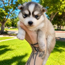 Pumpkin - Silver and white female Pomsky puppy in La Verne, California from Red Cedar Pomskies