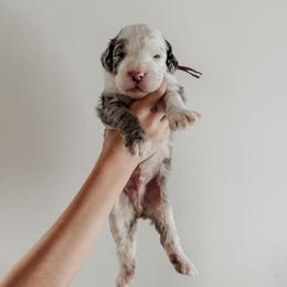 Cig. - Blue merle and white male Sheepadoodle puppy in Wabash, Indiana from DOODCompany