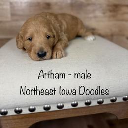 Artham - Apricot male Goldendoodle puppy in Cedar Falls, Iowa from Northeast Iowa Doodles