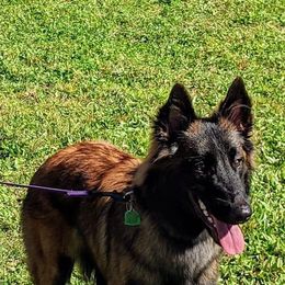 Belgian Tervuren puppies from Wildrose Working Belgians