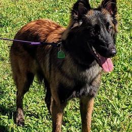 Belgian Tervuren puppies from Wildrose Working Belgians