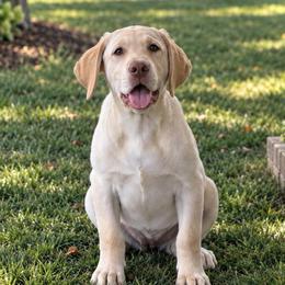 Royal - Yellow female Dilute Retriever puppy in Baldwin City, Kansas from Hedge Lane Labradors