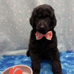 Poodle Puppies from Best Friend Poodles