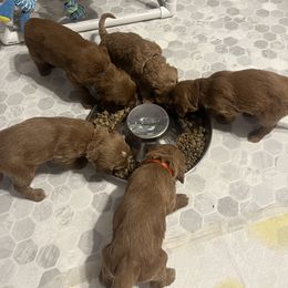 Goldendoodle Puppies from Mandi's Doodles