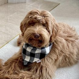 Bear - Australian Labradoodle