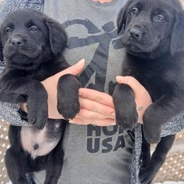 Golden Retriever and Labrador Retriever Puppies from Harvest Moon Farms