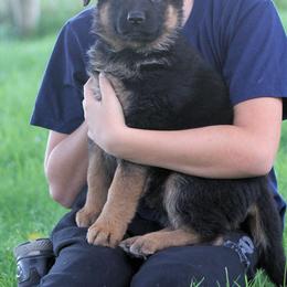 German Shepherd Puppies from Valiant Shepherds