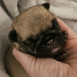 Brown - Fawn male Pug puppy in Tallapoosa, Georgia from West Georgia Pugs