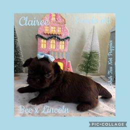 Clairee - Liver female Shih Tzu puppy in Beatrice, Nebraska from I Shih Tzu Not Puppies